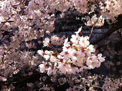 IMG_4598目黒川桜